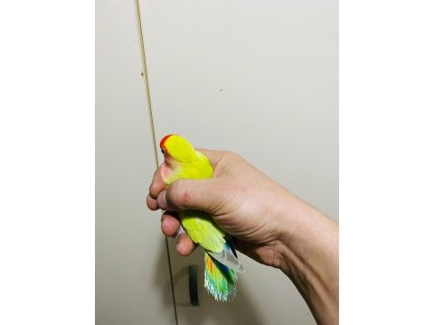 Çok güzel ve sağlıklı ele alıştırmalık kuşlar