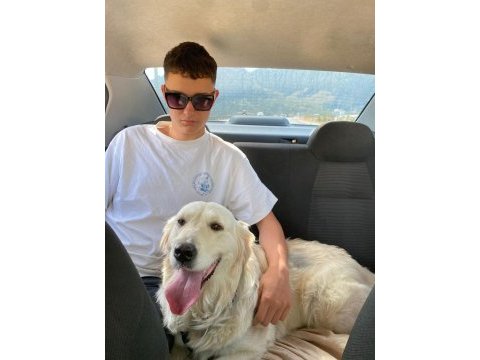 3 yaşında dişi golden retriever