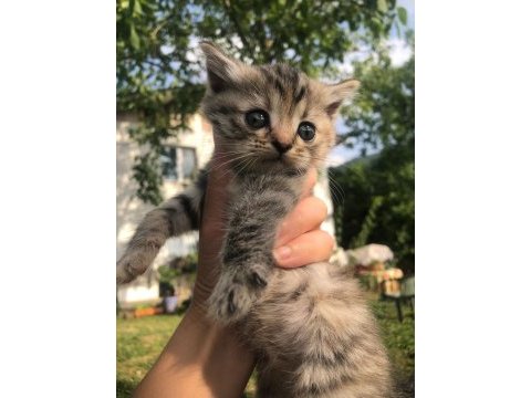 British shorthair yavrularım 2 aylıklar