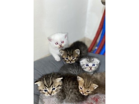 Hepsi tam bir oyun arkadaşı kediler