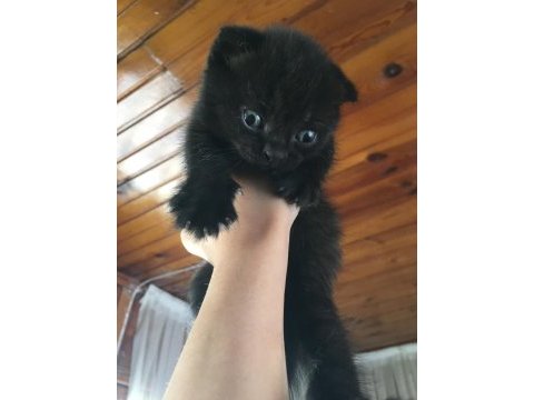 Siyah biri dişi ve biri erkek scottish fold yavrularım