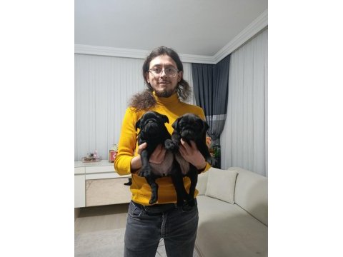 Siyah pug bebeklerim
