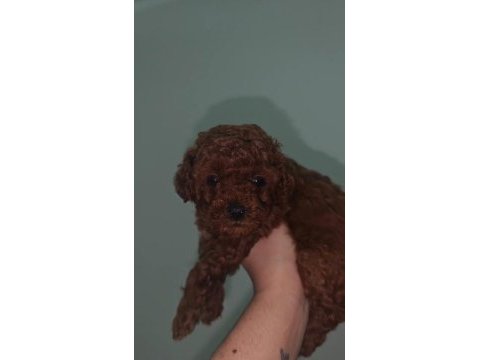 Dark core toy poodle yavru