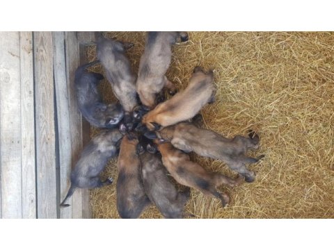 Malinois sağlam kan hattı