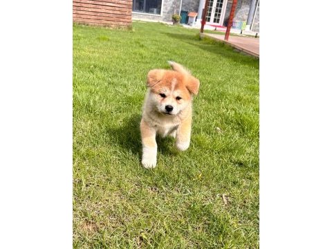%100 safkan akita yavruları sağlık ve ırk garantili 