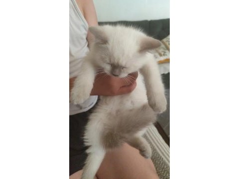 Scottish fold colorpoint