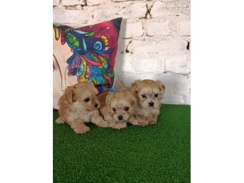 Köpeklerimize yeni yuvalar aranıyor