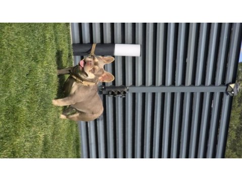 İsabella tan french bulldog (fluffy-coco) carrier