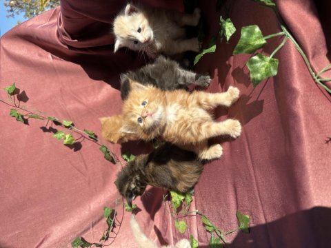 Rezerveye açık maine coon yavruları