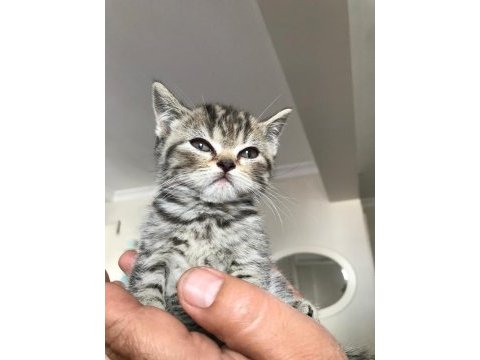 Scottish fold izmir