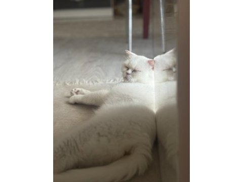 3 yaşında exotic shorthair kedim (dişi)