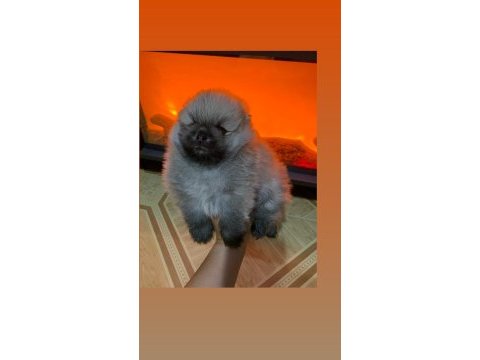 Pomeranian boo teacup erkek ayıcık