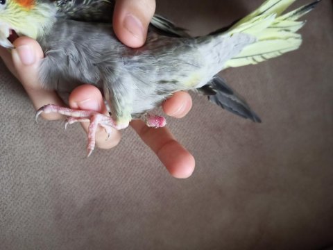 Yavru sultan papağanı 4-5 aylık