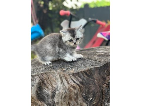 Tuvalet egıtımlı brıtısh shorthaır yavrularımız