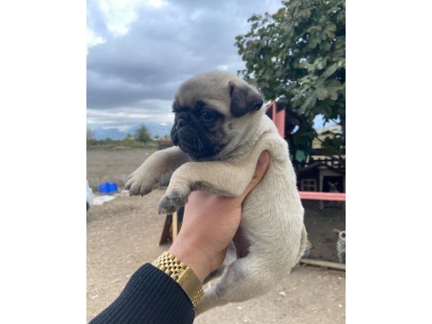 A kalite pug yavrularımız gül kuyruk teslime hazır