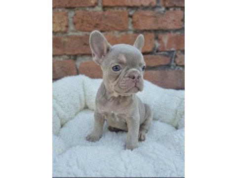 Prens ve prenses french bulldog köpekler