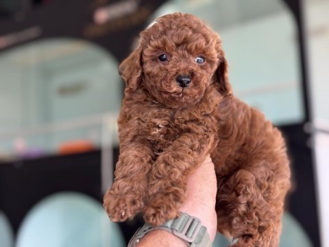 Show kalite redbrown toy poodle yavrularımız