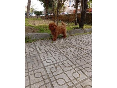 Toy poodle 4 aylık dişi wc eğitimli