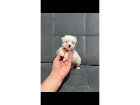 Her numara evden maltese terrier yavrularım