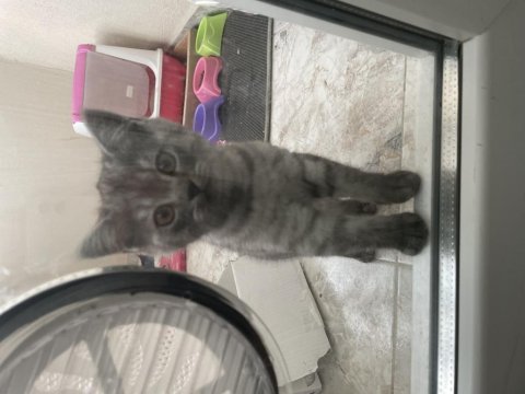 British shorthair sevimli yavru