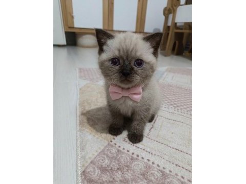 Evinizin neşesi olacak minnoş kedimiz