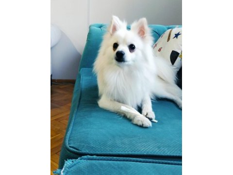 1 yaşında spitz kısır değil çipi ve karnesi mevcut