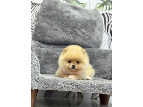 Pomeranian boo yavruları