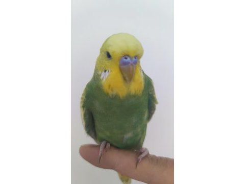 Yavru muhabbet kuşu