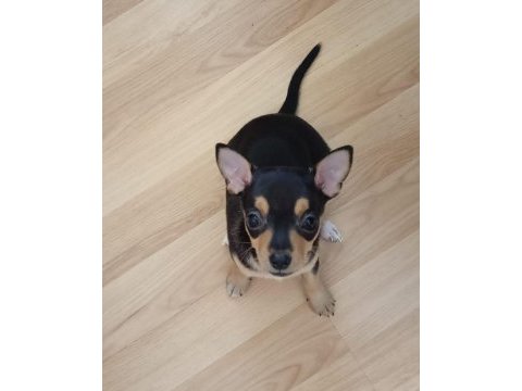 2 aylık sağlıklı oyun delisi ev ortamından yavru köpekler