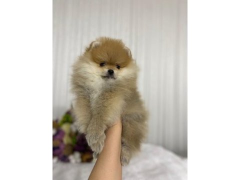 Pomeranian boo yavrular sağlık ırk garantili