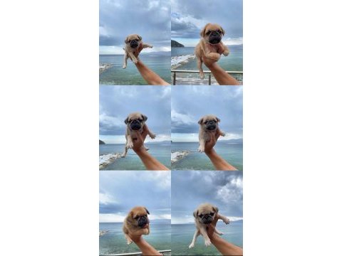 Pug yavrularım yeni yuva bekliyor