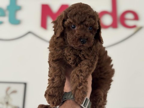 Ruhsatlı çiftlikde ziyarete açık toy poodle yavrular