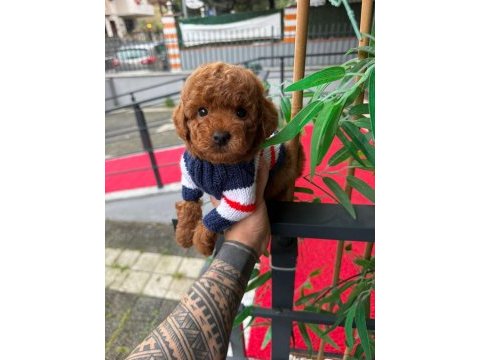 Toy poodle köpekleri