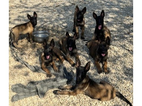 Süper belçika malinois yavruları ırk garantili
