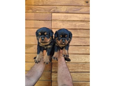 A şecereli yavrular macar koca kafa küt burun rottweiler