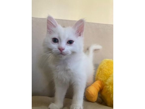 Scottish fold ve british shorthair yavruları
