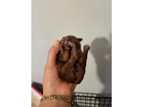 Koyu renk toy poodle bebekler rezerve ilanıdır
