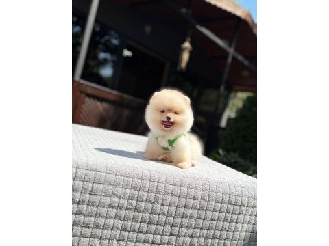 Sevimli pomerian boo