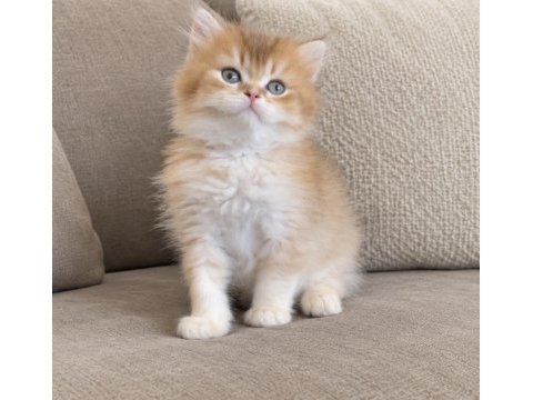British longhair golden ny dişi erkek kardeşler