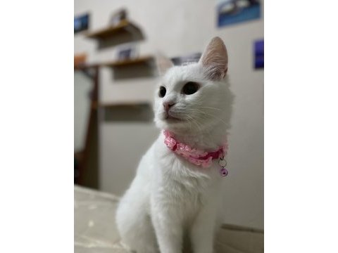 Ankara kedisi dişi
