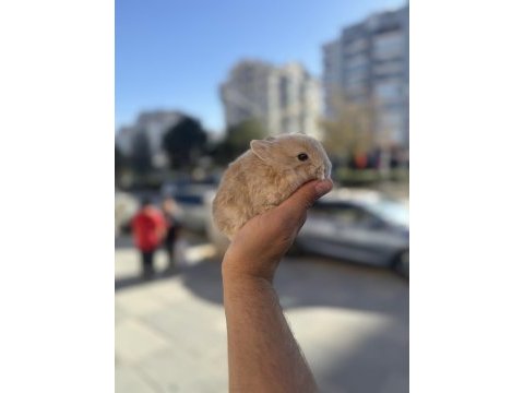 Cüce hollanda bebek isteyenlere