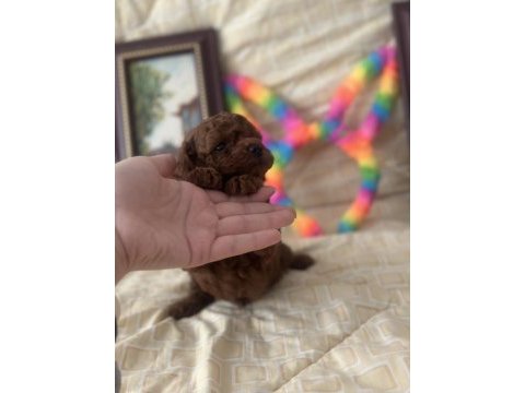 Safkan kore poodle yavrular