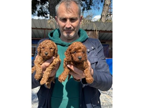 Çok tatlı toy poodle yavrularımız