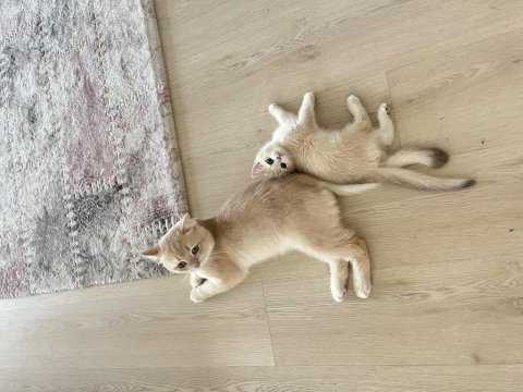 British shorthair dişi