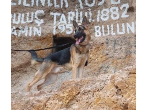 Şecereli alman kurdu köpeğimi sahiplendiriyorum