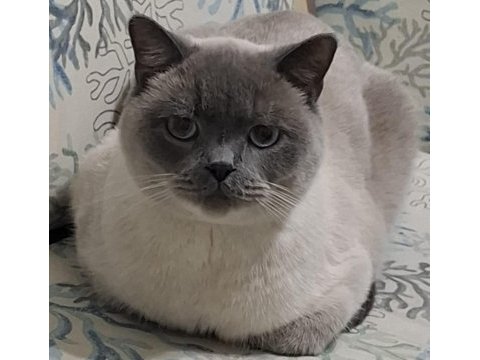 Scottish blue point