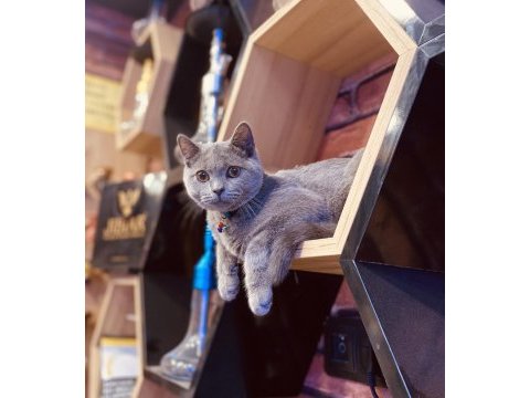British shorthair çok karakterli uysal
