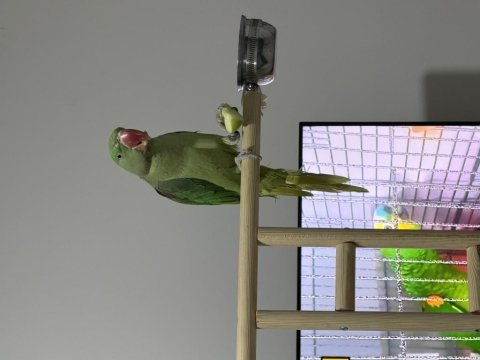 Erkek alexander papağanı