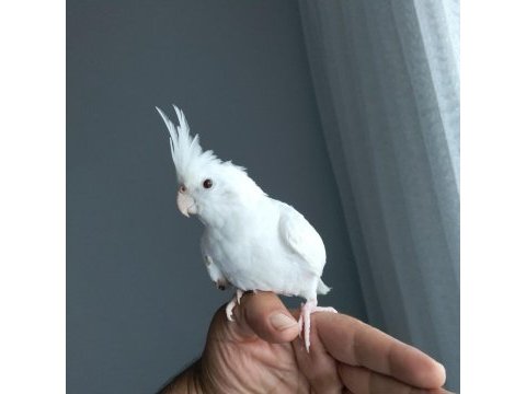 4 5 aylık sultan papağanlar ele alışık
