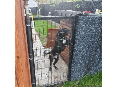 Fcı/kıf secereli 8 aylık diş cane corso